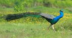 Indian peafowl,Pavo cristatus.jpg