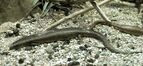 Chalcides ocellatus MNHN.jpg