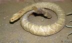 Crotalus durissus terrificus (mounted).JPG