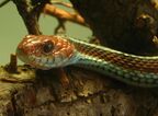 Thamnophis sirtalis tetrataenia (2005 10 16) - uitsnede.jpg