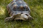 African Spurred Tortoise in Toronto.jpg