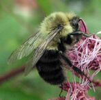 Bombus impatiens male.jpg