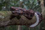 Rainbow boa (Epicrates cenchria) coiled around a branch.jpg