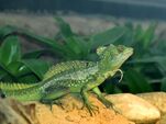 Corytophanidae Basiliscus plumifrons 4.jpg