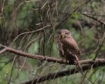 Eurasian pygmy owl (Glaucidium passerinum).jpg