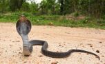 Naja-siamensis-indochinese-spitting-cobra-southwest-thailand.jpg