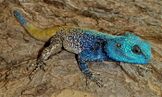 Southern Tree Agama (Acanthocercus atricollis) (6002525679).jpg