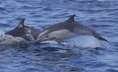 Short-beaked Common Dolphin (Delphinus delphis) (14825276609).jpg