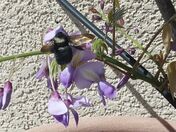 Female California carpenter bee 1.jpg