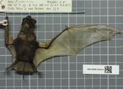 Chaerephon pumilus.jpeg