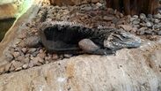 Cyclura nubila,.jpg