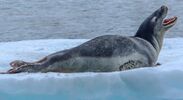 Leopard seal 2.jpg