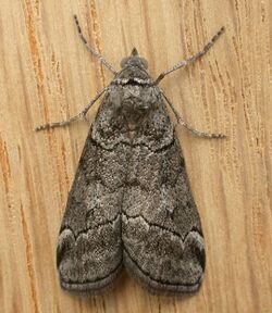 Corula geometroides.jpg