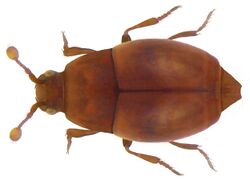 Aeletes atomarius (Aubé, 1842) (4160539560).jpg