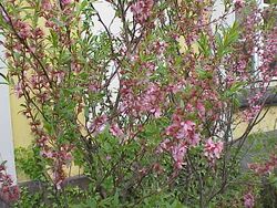 Prunus tenella1.jpg