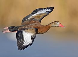 Black-bellied whistling duck (Dendrocygna autumnalis)