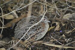 Painted ButtonQuail.jpg