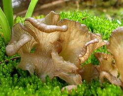 2008-08-03 Arrhenia lobata (Pers.) Kühner & Lamoure ex Redhead 16371 crop.jpg