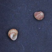 Leptothyra verruca 001.jpg