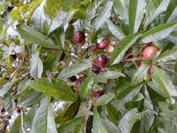 Close-up view of the tree's long, slender leaves and small, plum-like fruits
