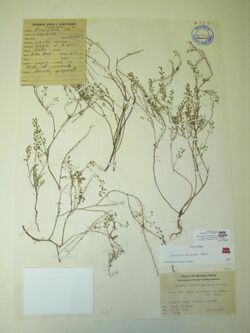 Starr 040630-0036 Lepidium oblongum.jpg