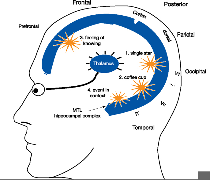 Baars Blue Brain - dGWT hi-res.png