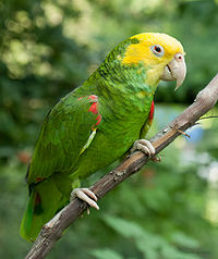 Yellow head amazon.jpg