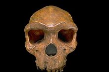 H. heidelbergensis Kabwe Cranium