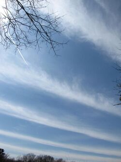Cirrus radiatus.jpg