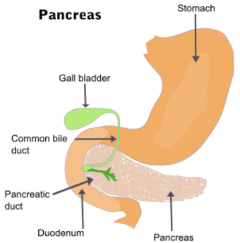 Illu pancrease.svg