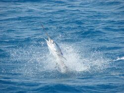 Hooked Sailfish.jpg