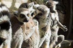 Ring-tailed Lemurs (Lemur catta)