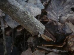 2013-03-03 Valsa nivea (Pers. - Fr.) Fr 314036.jpg