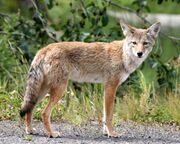 Coyote in Alaska.jpg