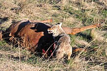 Coyote - Dead Elk (4634125254).jpg