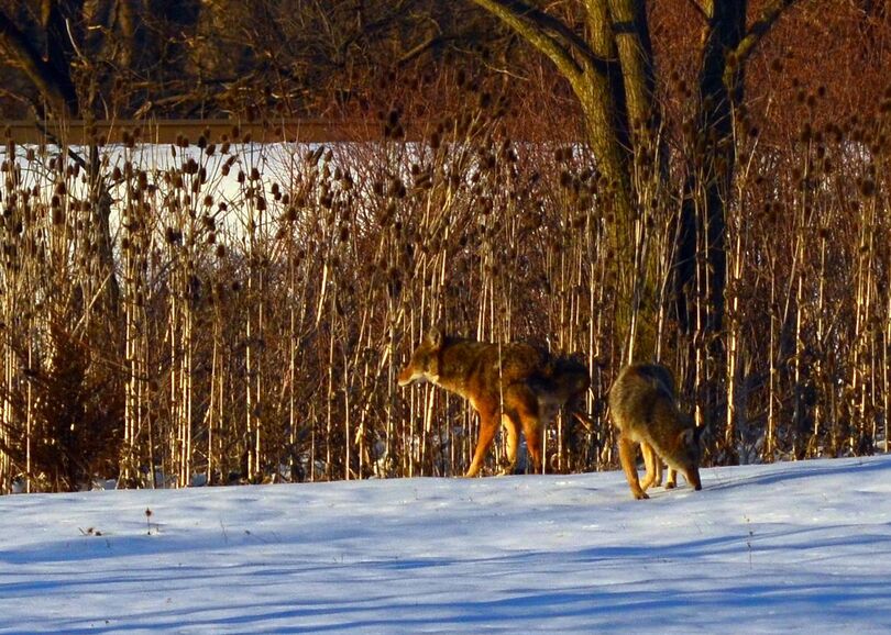 Coyote_pair_in_Wheeling_(8530485951).jpg