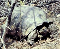 Chelonoidis nigra microphyes.jpg