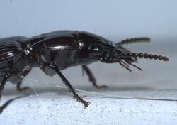 Morion monilicornis P1630189a.jpg