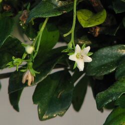 Fukien Tea Tree flower.jpg