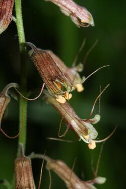 Tolmiea menziesii 6537.JPG