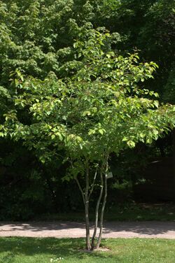 Crataegus dahurica.jpg