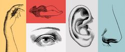 Photos of the five senses