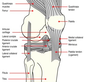 Knee diagram.svg
