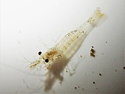 Paratya curvirostris in Henderson (2).jpg