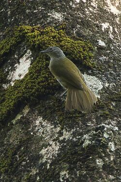 Shelley's Greenbul - Kakamega Kenya 06 2560 (16429612694).jpg