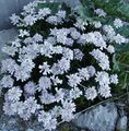 Gibraltar Candytuft 2.JPG