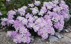 Gibraltar Candytuft 1.JPG