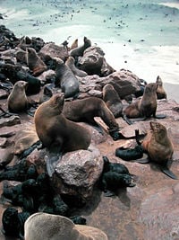 Cape fur seal (Arctocephalus pusillus pusillus)