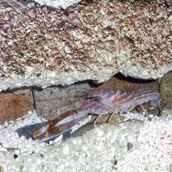 Alpheus distinguendus.jpg