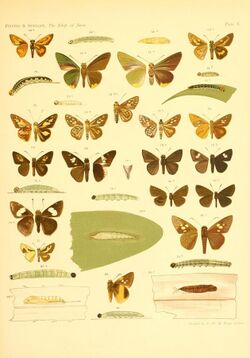 Piepers and Snellen Rhopalocera of Java Plate X.jpg